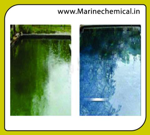Algaecide