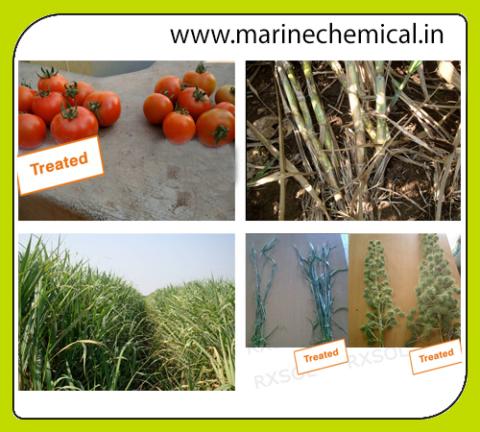 AGRISOL B 15
