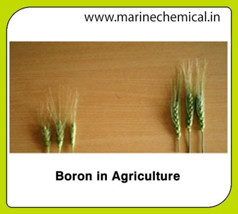 Boron