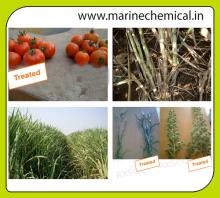 AGRISOL B 15